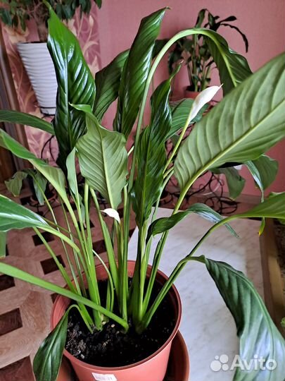 Спатифиллум