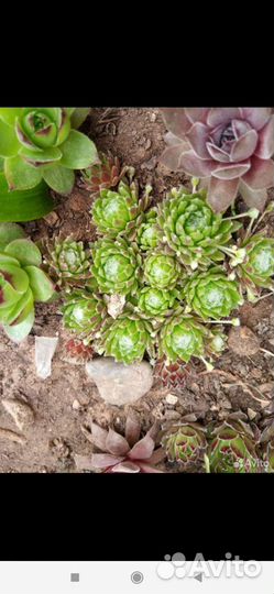 Молодило сортовые детки