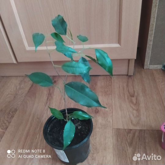 Китайская роза, дифенбахия