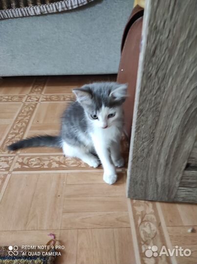 Котенок в добрые руки