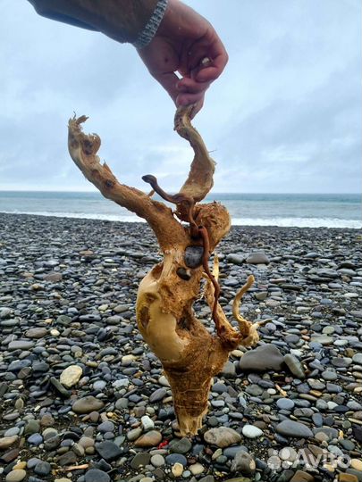 Коряга дрифтвуд