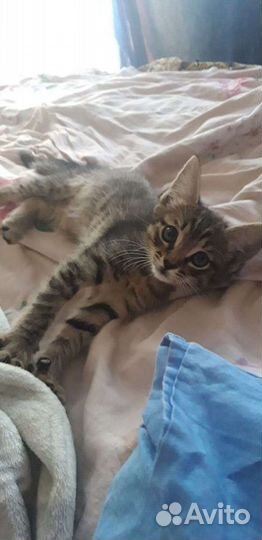 Котята 3 месяца