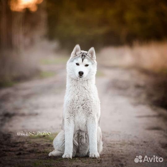 Сибирский хаски