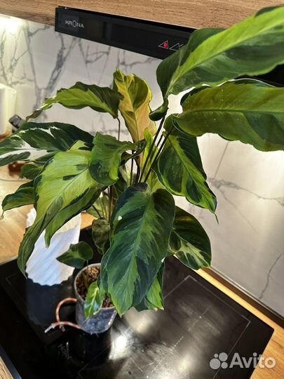 Калатея электрик шок