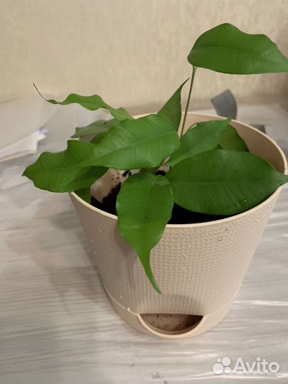 Фикус Бенджамина