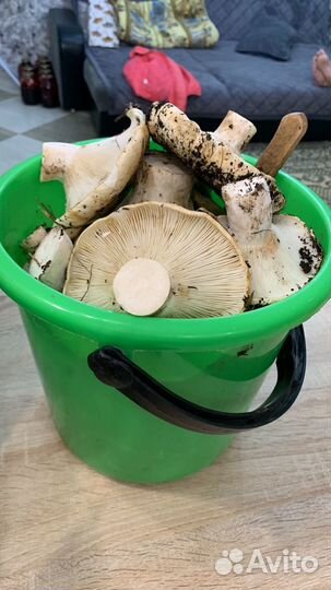 Грибы грузди свежие