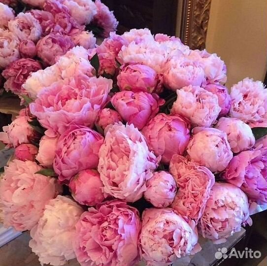 Пионы Букет пионов