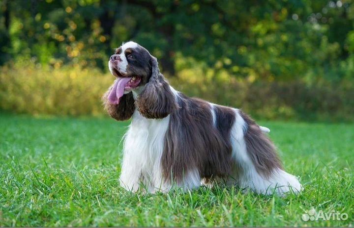 Стрижка американских и английских кокер спаниелей