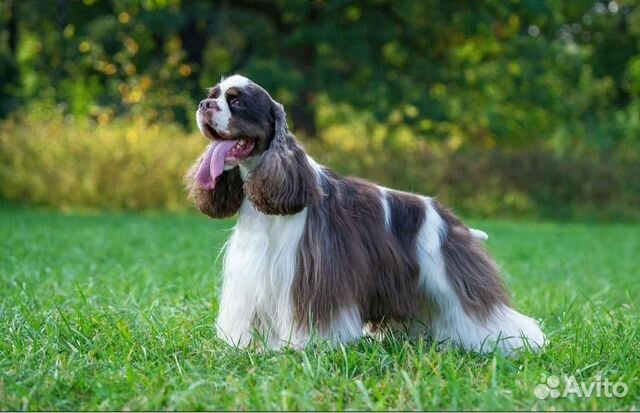 Стрижка американских и английских кокер спаниелей