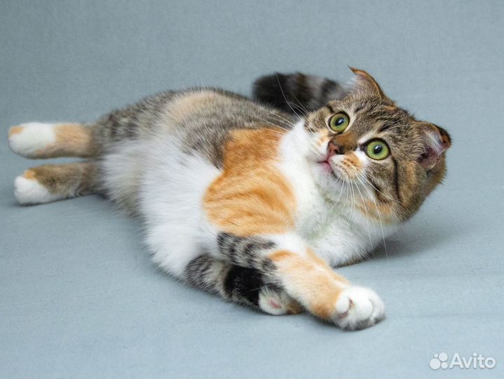 Котёнок-девочка Лёля вислоушка