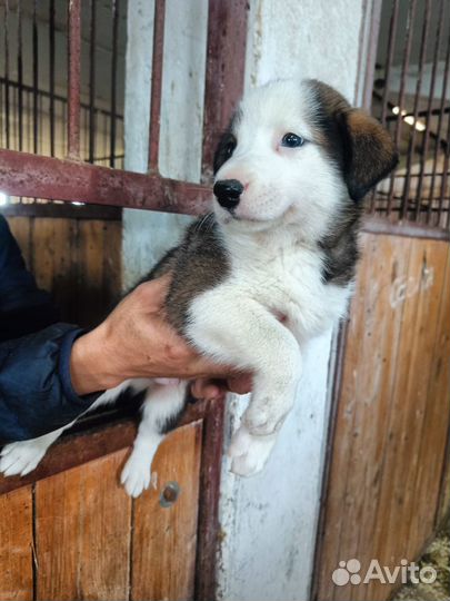 Щенки ищут дом