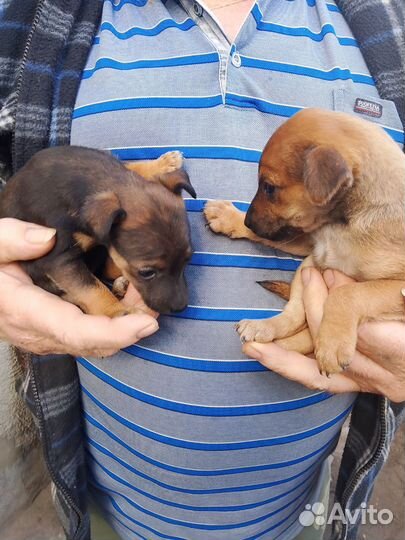 Отдам щенков