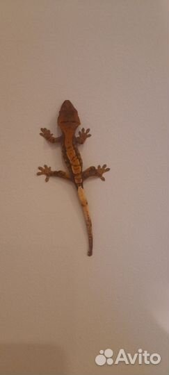 Реснитчатый бананоед