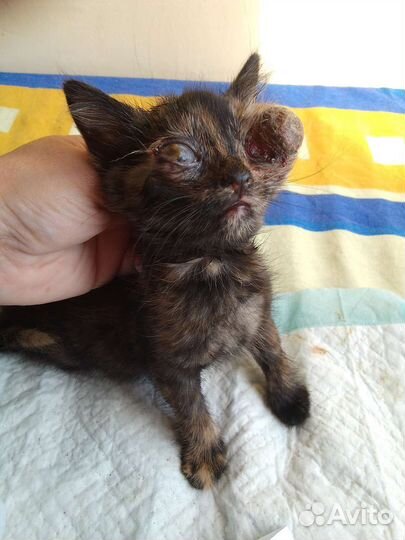 Слепые котята - спасти жизнь или смерть