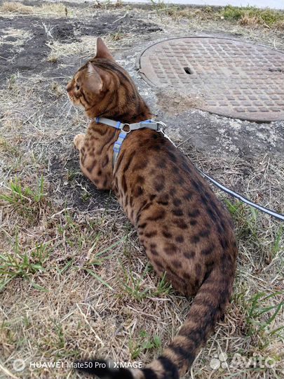 Бенгальский кот вязка