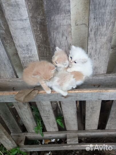 Котята в добрые руки