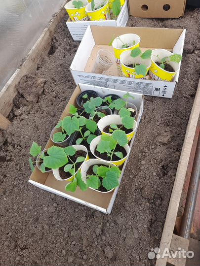 Рассада огурцов