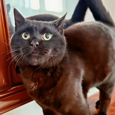 Йоркский шоколадный котёнок