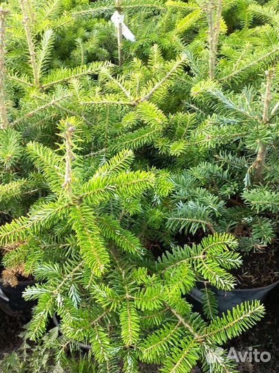 Пихта Корейская