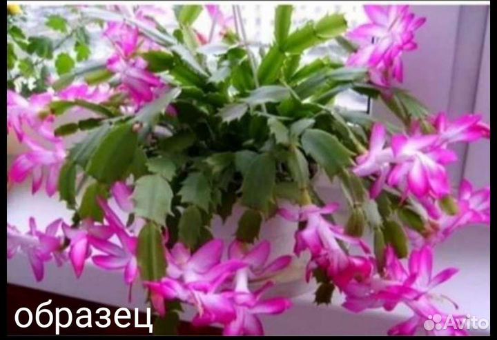 Декабрист белый персиковый