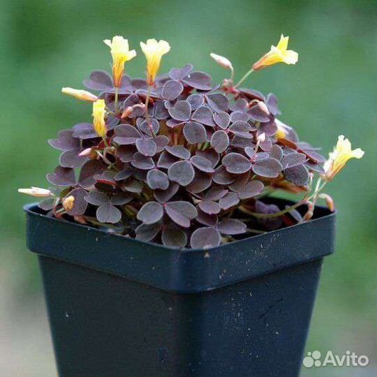 Оксалисы 3 вида