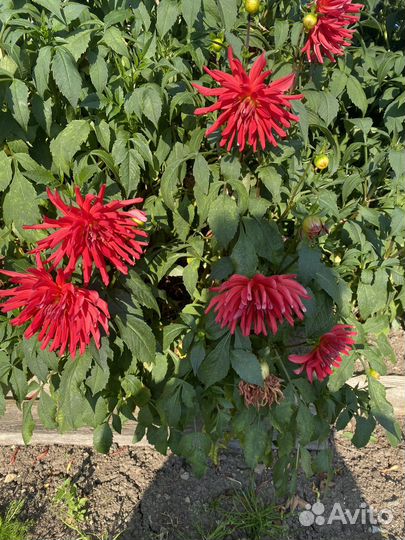 Клубни георгинов