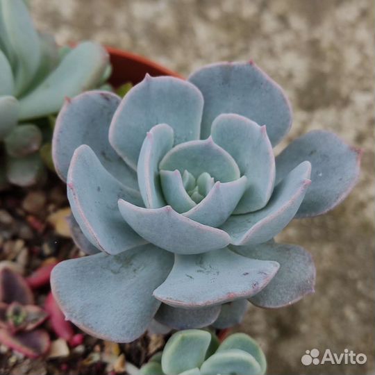 Суккуленты (эхеверии)