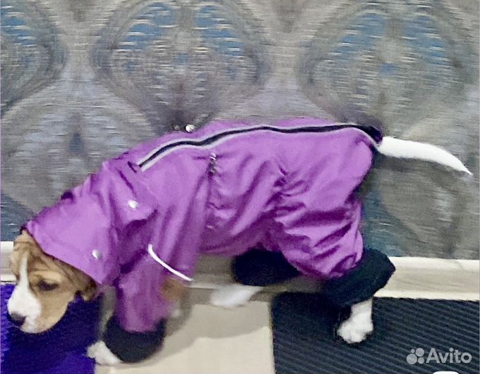 Комбинезон демисезонный для собаки