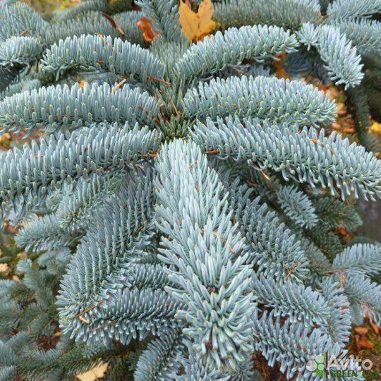 Пихта высокорослая глаука и аргентея