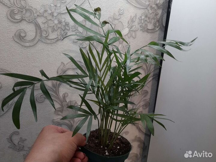 Пальма хамедорея. Пальма Дипсис