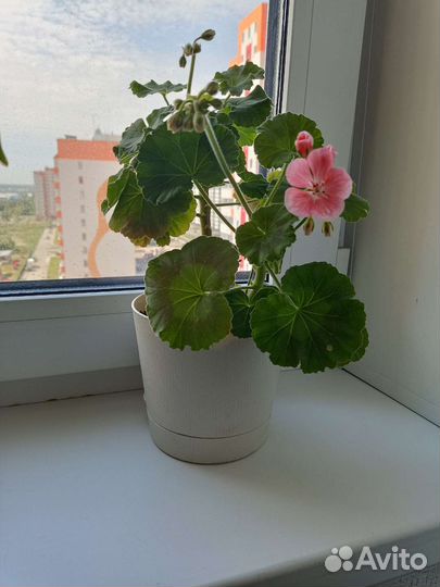 Пеларгония герань