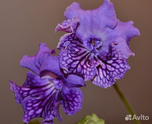 Стартеры стрептокарпусов