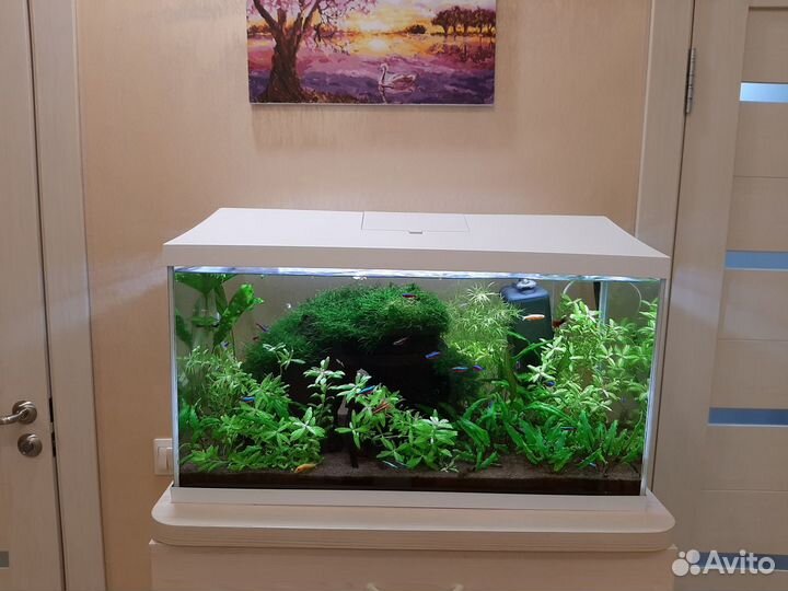 Аквариум с рыбками Aquael 100л