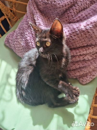 Кошечка в добрые руки