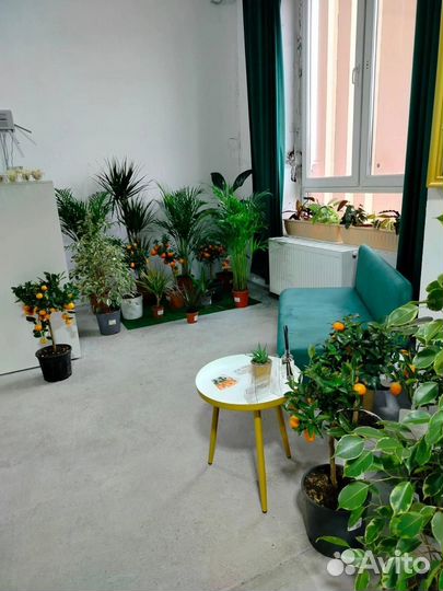 Комнатные растения цветы