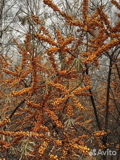 Облепиха ветка