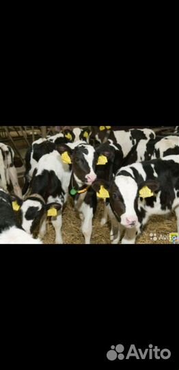 Телята бычки