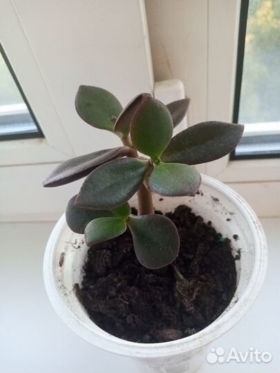 Денежное дерево(толстянка)