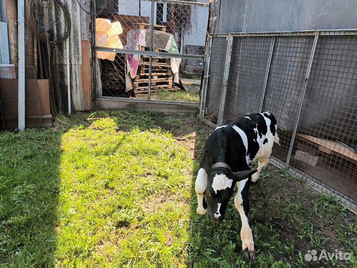 Бычок, козлята 50% камори, козочка