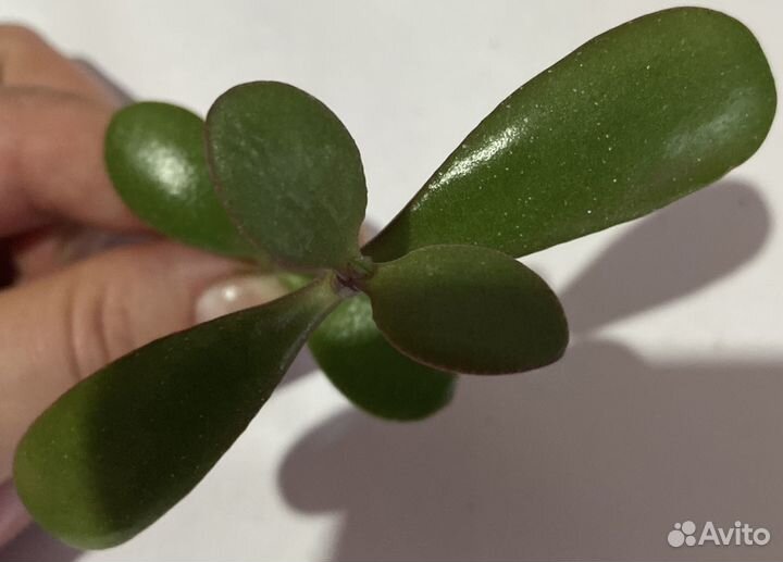 Толстянка Овата