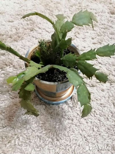 Эпипремнум, гуэрния, ховортия