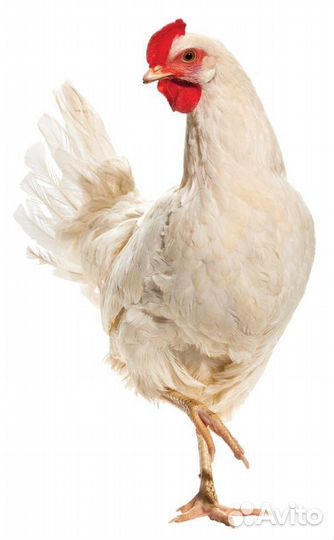 Куры молодки