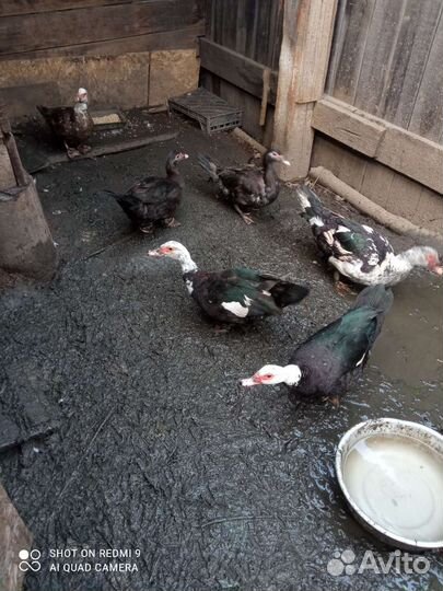 Индоутка мускусная утка