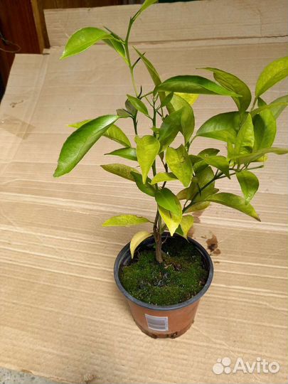 Саженец мандарин Пакистан