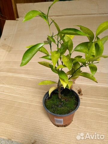 Саженец мандарин Пакистан