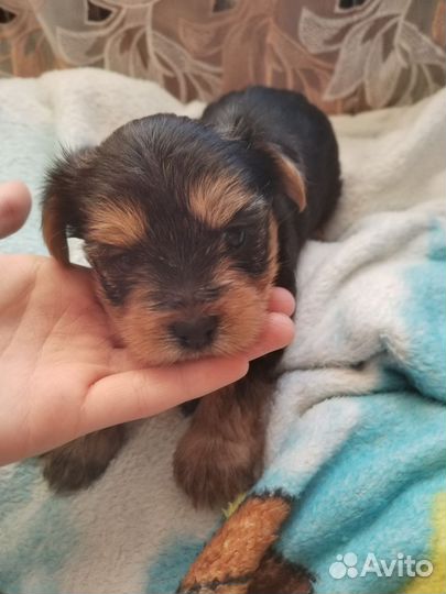 Йоркширский терьер, щенки