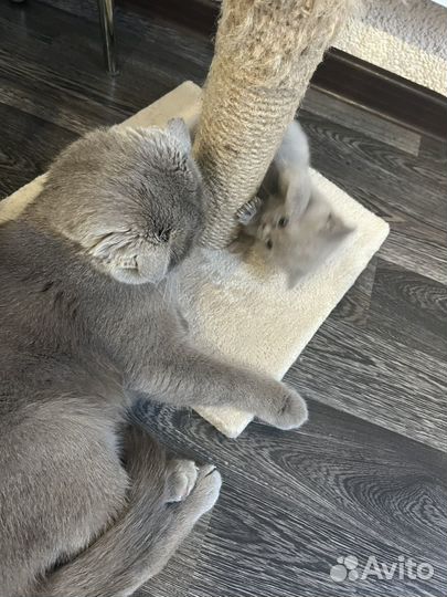 Продаем котят