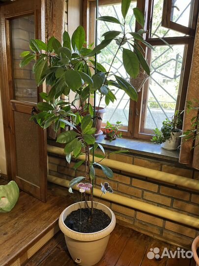 Фикус циатистипула