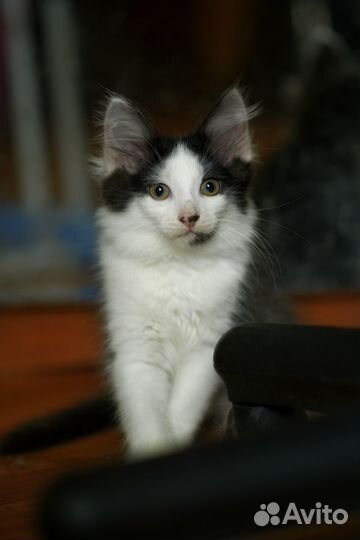 Котенок Амур в добрые руки