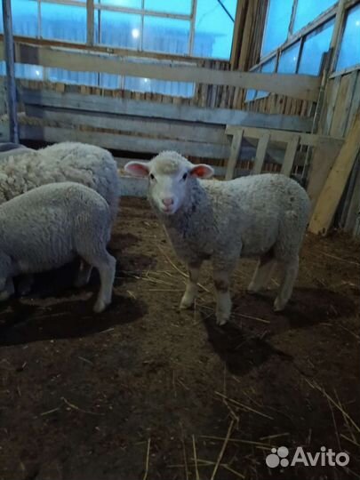 Ягнята, барашки